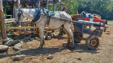 A typical horse and cart used for transport in the woods of the outskirts of Trinidad, Cuba, 2024. Creator: Ethel Davies