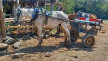 A typical horse and cart used for transport in the woods of the outskirts of Trinidad, Cuba, 2024. Creator: Ethel Davies