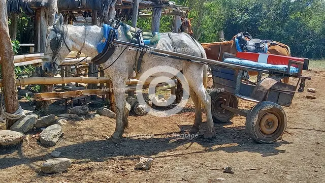 A typical horse and cart used for transport in the woods of the outskirts of Trinidad, Cuba, 2024. Creator: Ethel Davies.