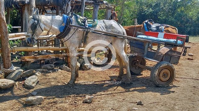 A typical horse and cart used for transport in the woods of the outskirts of Trinidad, Cuba, 2024. Creator: Ethel Davies.