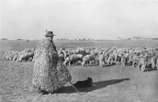A typical shepherd and his flock on the plains of Hungary 1915