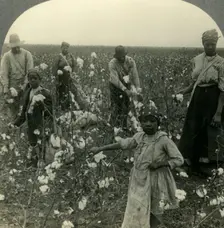 A Typical Texas Cotton Field at Picking Time c1930s. Creator: Unknown