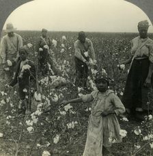 A Typical Texas Cotton Field at Picking Time c1930s. Creator: Unknown