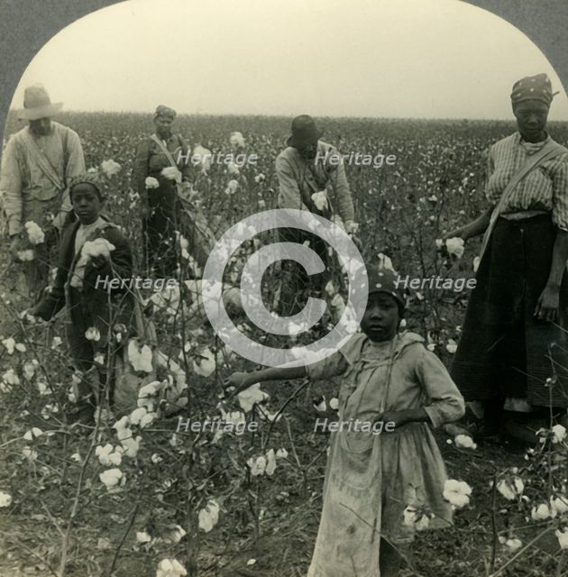 'A Typical Texas Cotton Field at Picking Time', c1930s. Creator: Unknown.