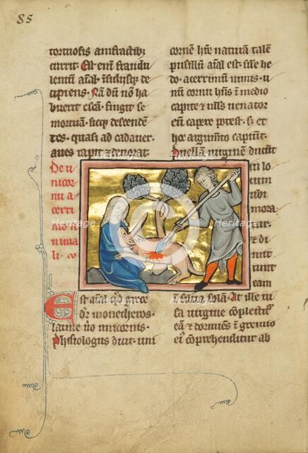 A Unicorn with its Head in the Lap of a Maiden; De Natura Avium; De Pastoribus et Ovibus, 1277 or af Creator: Unknown.