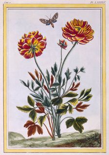 A variety of double flowered yellow poppy, pub. 1776. Creator: Pierre Joseph Buchoz (1731-1807)
