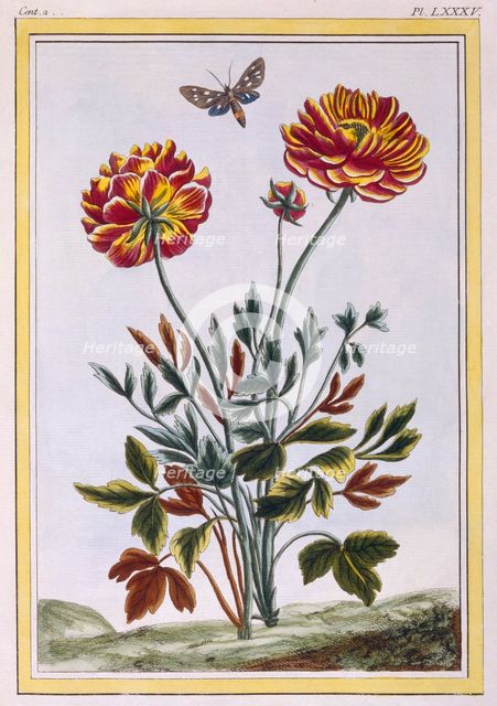 A variety of double flowered yellow poppy, pub. 1776. Creator: Pierre Joseph Buchoz (1731-1807).