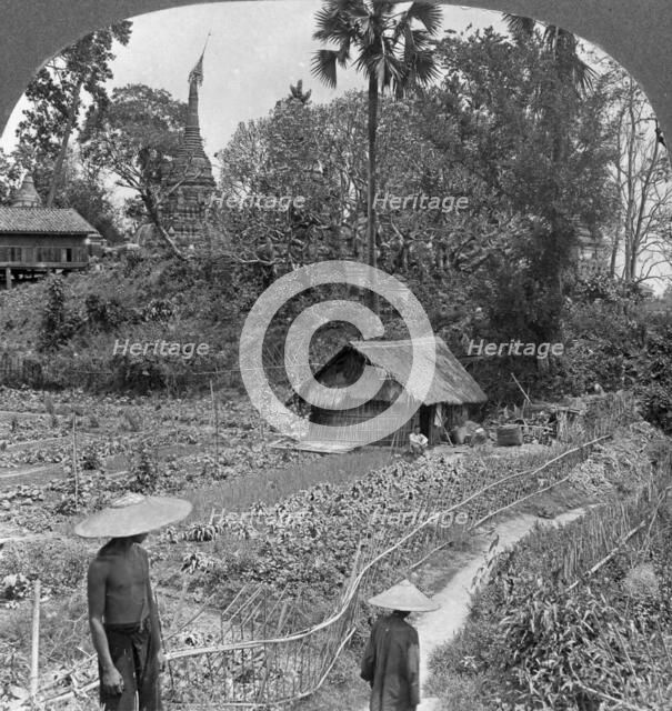 A vegetable garden amidst pagodas, Bhamo, Burma, 1908. Artist: Stereo Travel Co