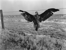 A very blue eagle, along California highway, 1936. Creator: Dorothea Lange