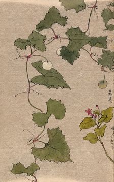 A vine with fruit and a second unidentified plant with flowers. Creator: Unknown