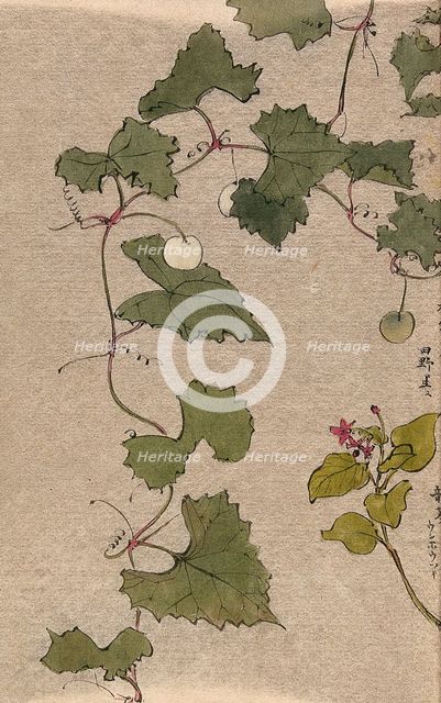 A vine with fruit and a second unidentified plant with flowers. Creator: Unknown.