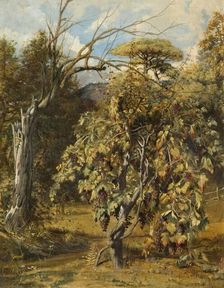 A Vineyard, Gensano, Rome, 1833 - 1838. Creator: Robert Scott Lauder
