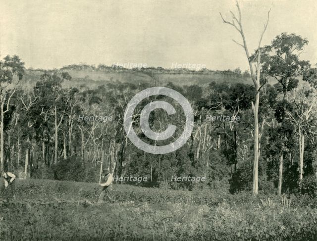 'A Victorian Mountain Farm', 1901. Creator: Unknown.
