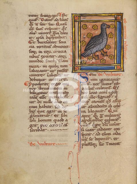 A Vulture; Bestiary, about 1270. Creator: Unknown.