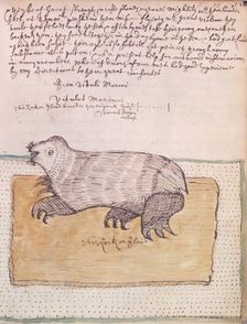 A walrus, 1677. Creator: Unknown