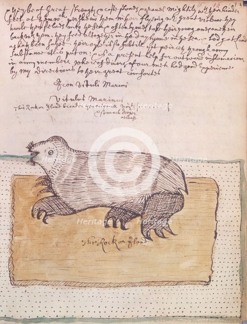 A walrus, 1677. Creator: Unknown.