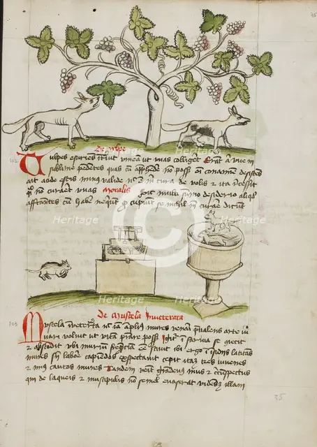 A Weasel and Several Captured Mice; Fables, third quarter of 15th century. Creator: Unknown.
