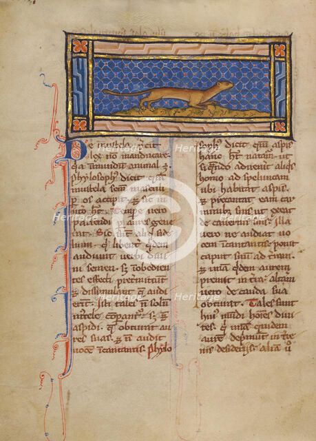 A Weasel; Bestiary, about 1270. Creator: Unknown.