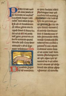 A Weasel; De Natura Avium; De Pastoribus et Ovibus, 1277 or after. Creator: Unknown