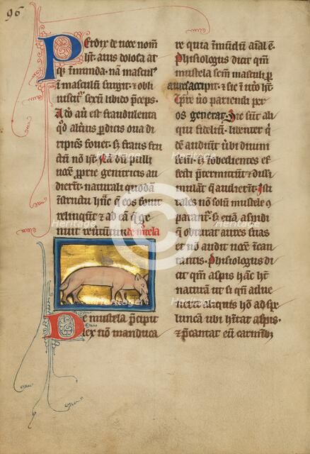A Weasel; De Natura Avium; De Pastoribus et Ovibus, 1277 or after. Creator: Unknown.