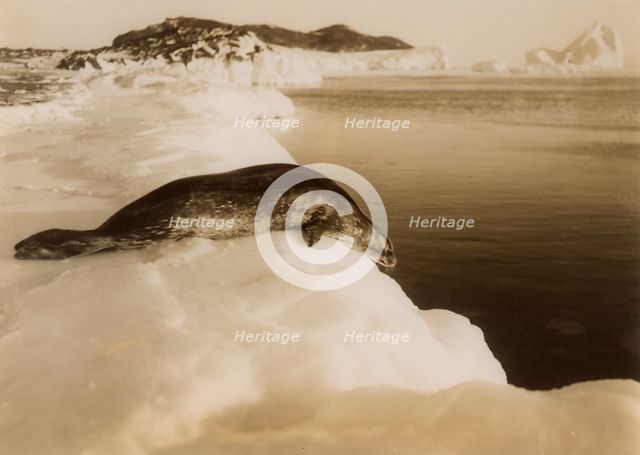 A weddell seal about to dive at West Beach, Cape Evans, Antarctica, 1911.Artist: Herbert Ponting