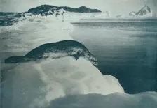 A Weddell Seal About To Dive c1911, (1913). Artist: Herbert Ponting