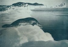 A Weddell Seal About To Dive c1911, (1913). Artist: Herbert Ponting