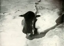 A Weddell Seal Getting On To The Ice November 1911, (1913). Artist: Herbert Ponting