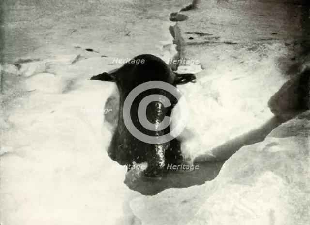 'A Weddell Seal Getting On To The Ice', November 1911, (1913). Artist: Herbert Ponting.
