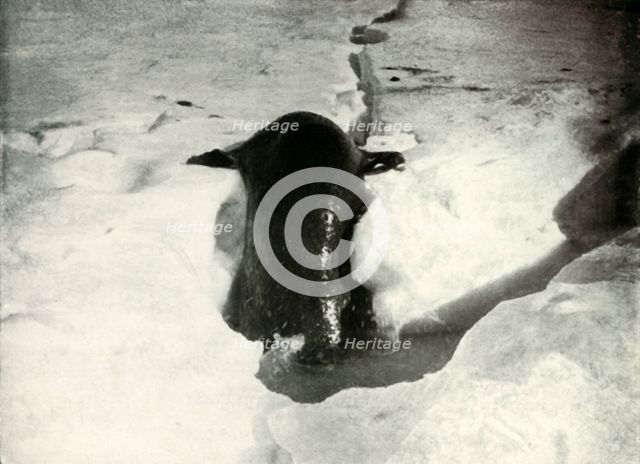 'A Weddell Seal Getting On To The Ice', November 1911, (1913). Artist: Herbert Ponting.