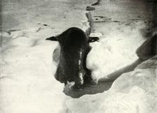 A Weddell Seal Getting On To The Ice November 1911, (1913). Artist: Herbert Ponting