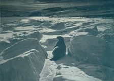 A Weddell Seal On The Beach c1911, (1913). Artist: Herbert Ponting