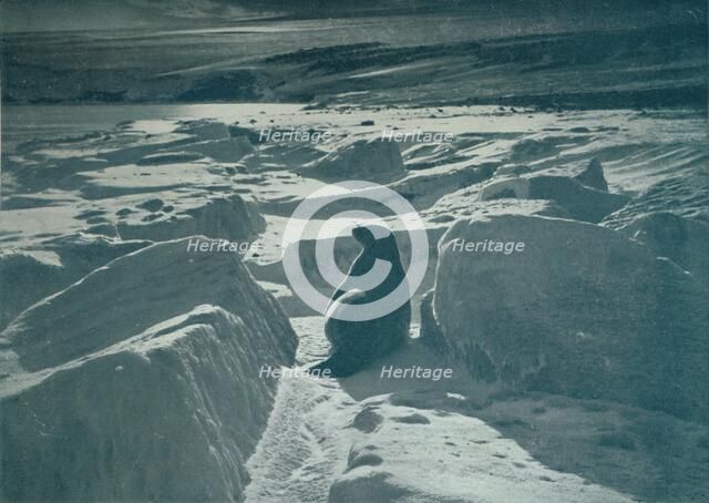 'A Weddell Seal On The Beach', c1911, (1913). Artist: Herbert Ponting.