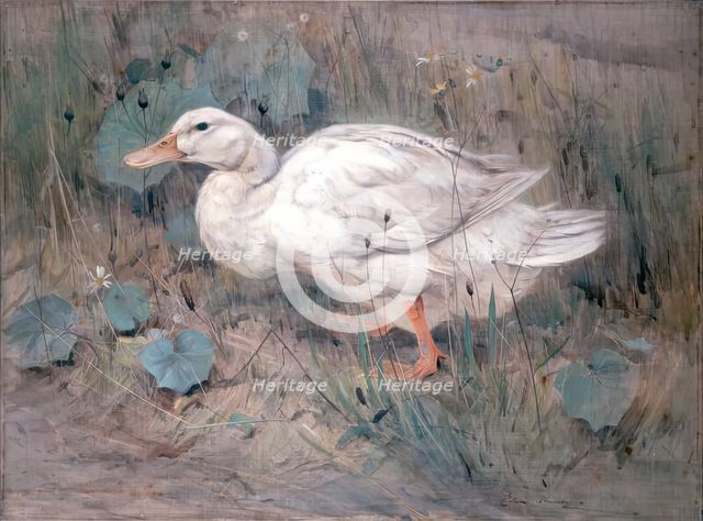 A White Duck. Creator: Edwin Alexander.