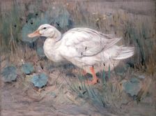 A White Duck. Creator: Edwin Alexander