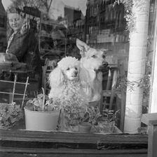 A white poodle and a German Shepherd dog sitting looking out of the window of a cafe, a..., 1962-64. Creator: John Gay