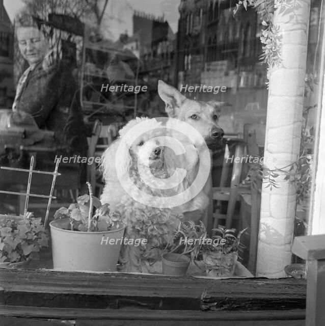 A white poodle and a German Shepherd dog sitting looking out of the window of a cafe, a..., 1962-64. Creator: John Gay.