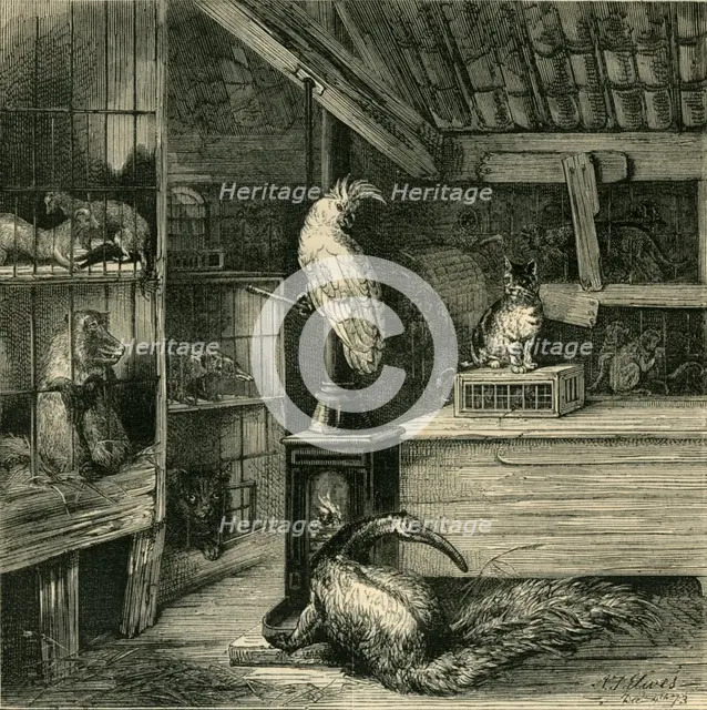 'A Wild-Beast Shop', c1873. Creator: Unknown.