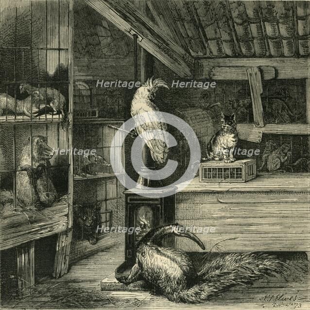 'A Wild-Beast Shop', c1873. Creator: Unknown.