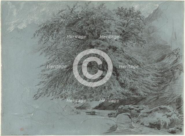 A Wild Beech in Full Leaf, 1858. Creator: Paul Huet.