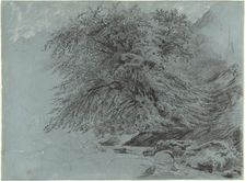A Wild Beech in Full Leaf, 1858. Creator: Paul Huet