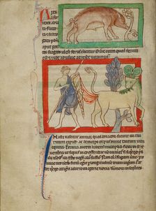 A Wild Boar; A Bonnacon; Northumberland Bestiary, about 1250-1260. Creator: Unknown