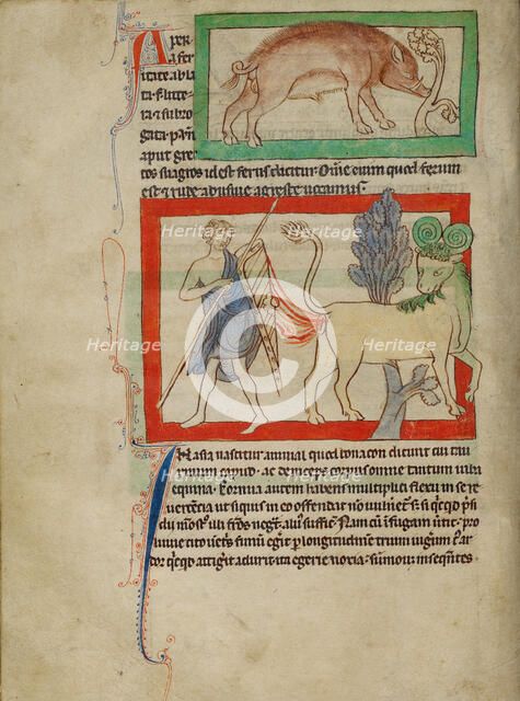 A Wild Boar; A Bonnacon; Northumberland Bestiary, about 1250-1260. Creator: Unknown.
