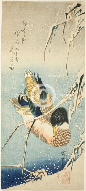 A Wild Duck Swimming by a Snow-covered Bank beneath Snow-laden Reeds, 1830s. Creator: Ando Hiroshige.