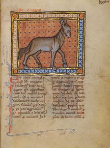A Wild Donkey; Bestiary, about 1270. Creator: Unknown