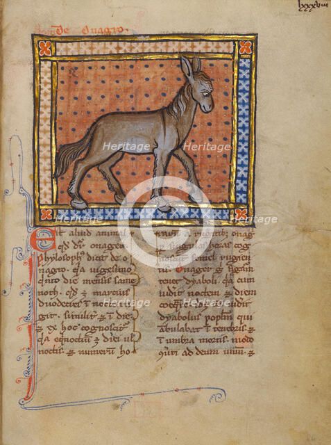 A Wild Donkey; Bestiary, about 1270. Creator: Unknown.