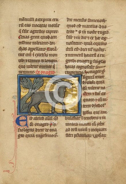 A Wild Donkey; De Natura Avium; De Pastoribus et Ovibus; Bestiarium, 1277 or after. Creator: Unknown.