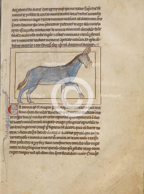 A Wild Donkey; Northumberland Bestiary, about 1250-1260. Creator: Unknown.