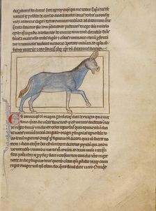 A Wild Donkey; Northumberland Bestiary, about 1250-1260. Creator: Unknown