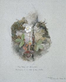 A Wild Strawberry Plant, 5-6 June 1873. Artist: John Ruskin